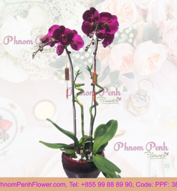 Purple Phalaenopsis Orchids Arrangement