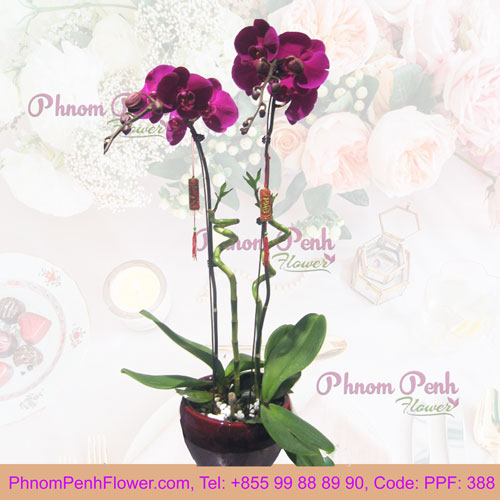 Purple Phalaenopsis Orchids Arrangement